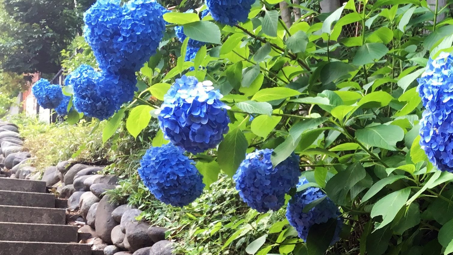 💧 토도로키 샘(토도로키 스이겐) 이미지 5